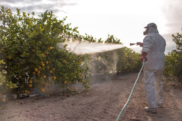 Best Termite Control Services  in Colmar Manor, MD