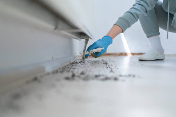 Best Wasp Removal Services  in Colmar Manor, MD